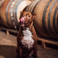 I'm thinking of adding this photo of him from out engagement shoot as well.