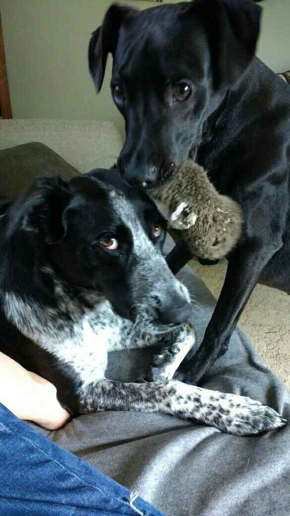 Fur Babies! :)