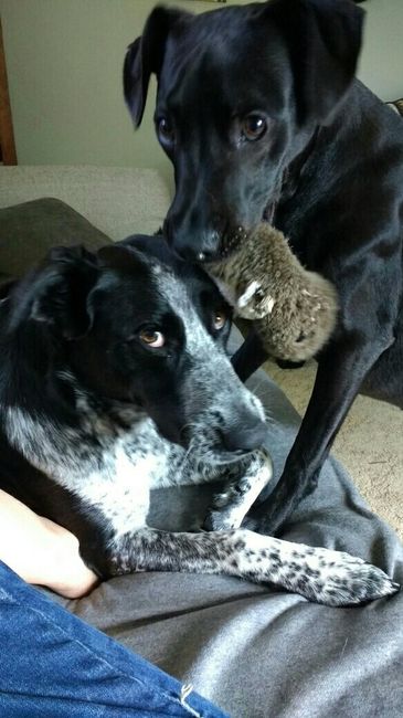 Fur Babies! :)