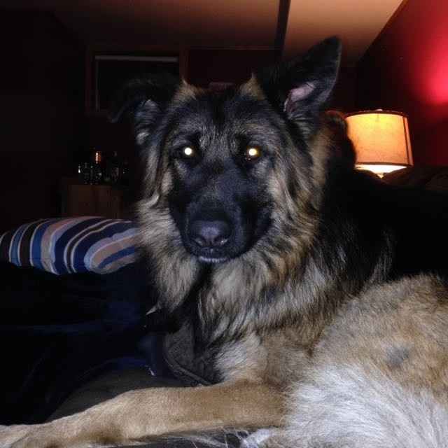 NWR: National Dog Day!