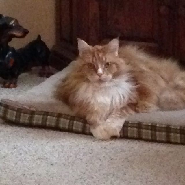 NWR: Bored? Show off your pets!