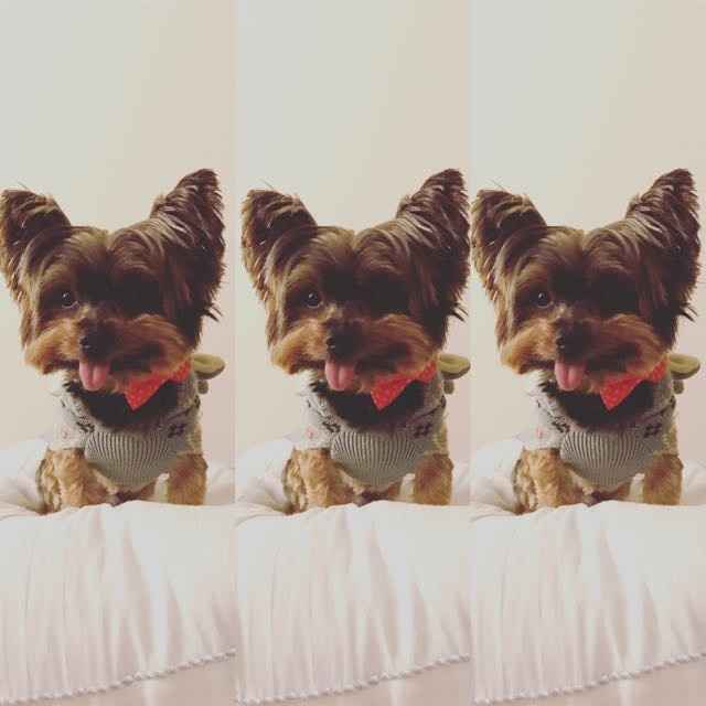 Let me see those fur babies!