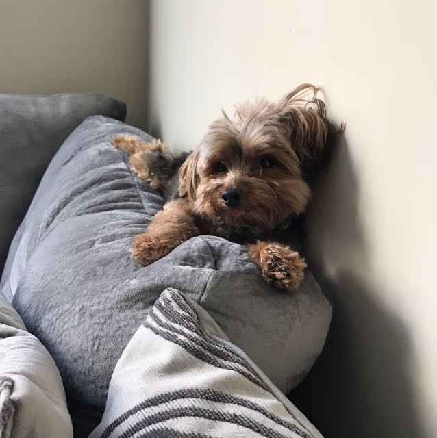 Let me see those fur babies!