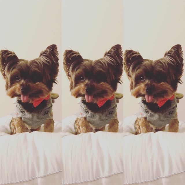 Let me see those fur babies!