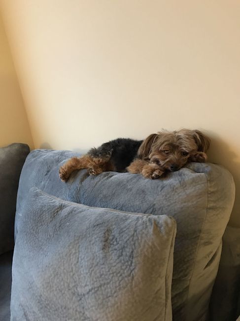 Today is National Pet Day! Let's see those fur babies :)