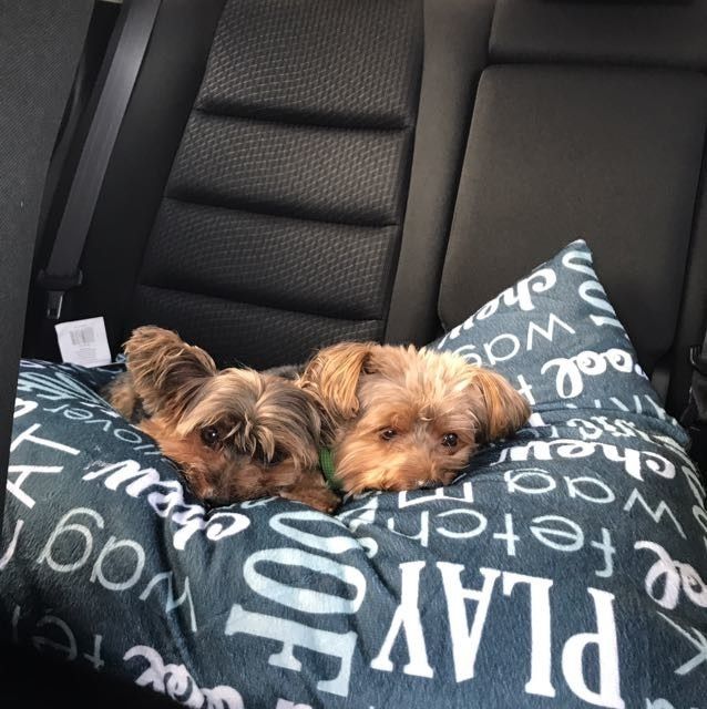 Nwr- show me your fur babies