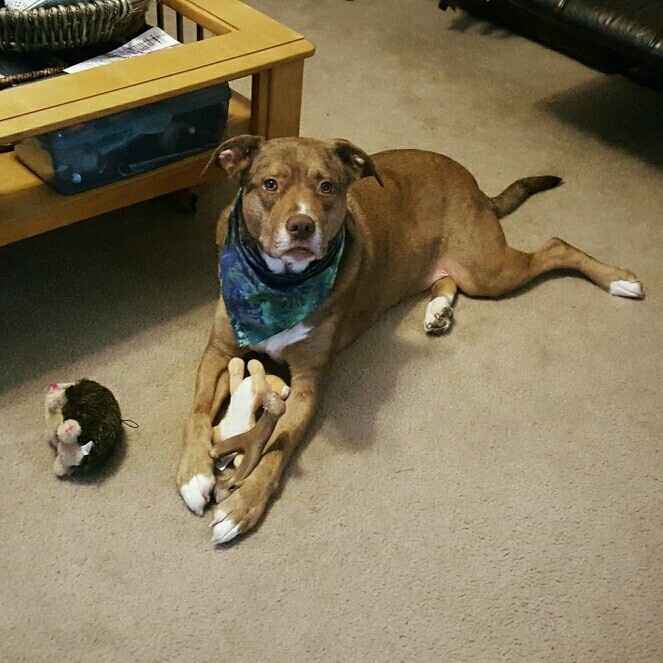 Today is National Pet Day! Let's see those fur babies :)