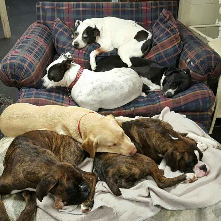 NWR, to cute not to share. *puppies*