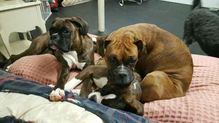 NWR, to cute not to share. *puppies*