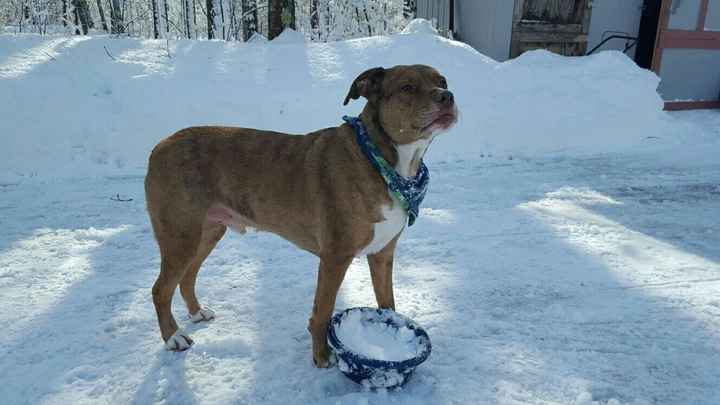 NWR: Puppies and fur babies!