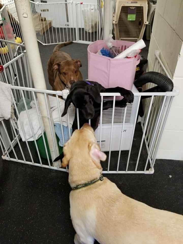 NWR, Everyone meet Darla! *new puppy*