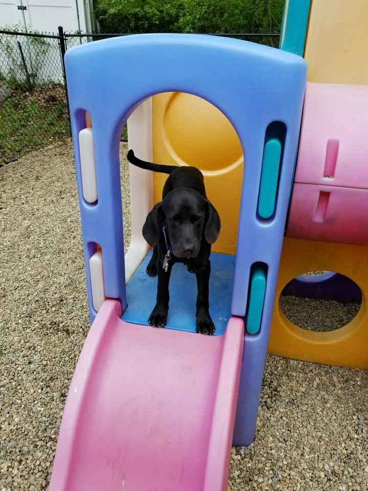 NWR: My pup thinks she's people. She's right. Show me your "people pups!"