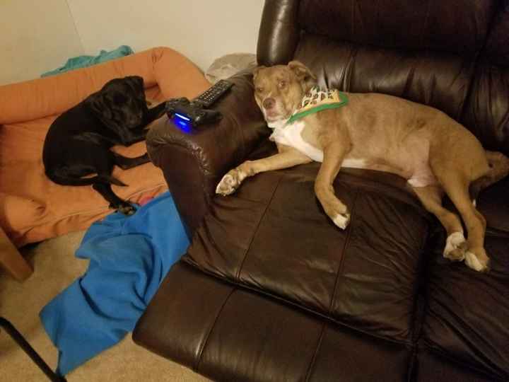 Nwr- show me your fur babies