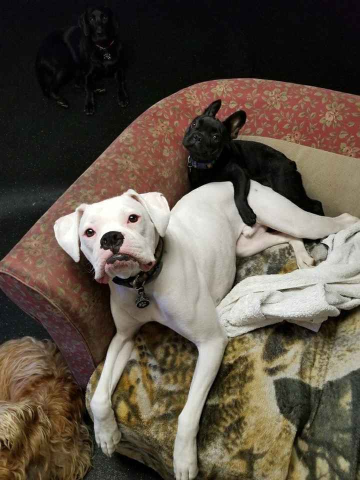 NWR... daycare dogs at it again!