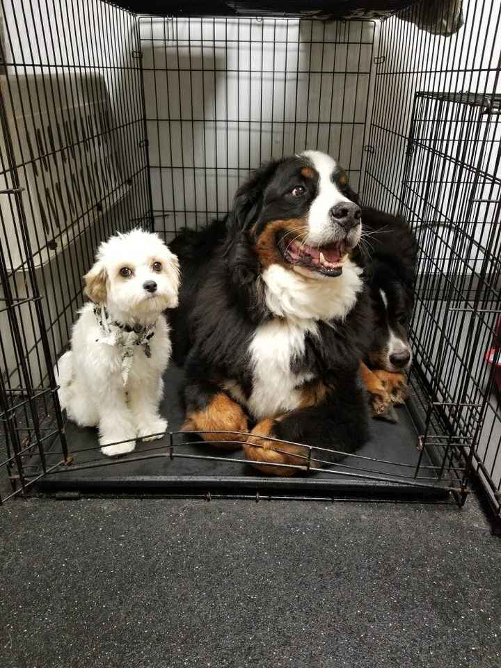 NWR... daycare dogs at it again!