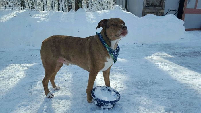 NWR: Puppies and fur babies!