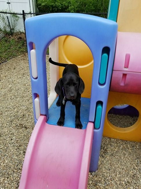 NWR: My pup thinks she's people. She's right. Show me your "people pups!"