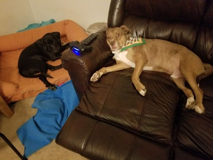 Nwr- show me your fur babies