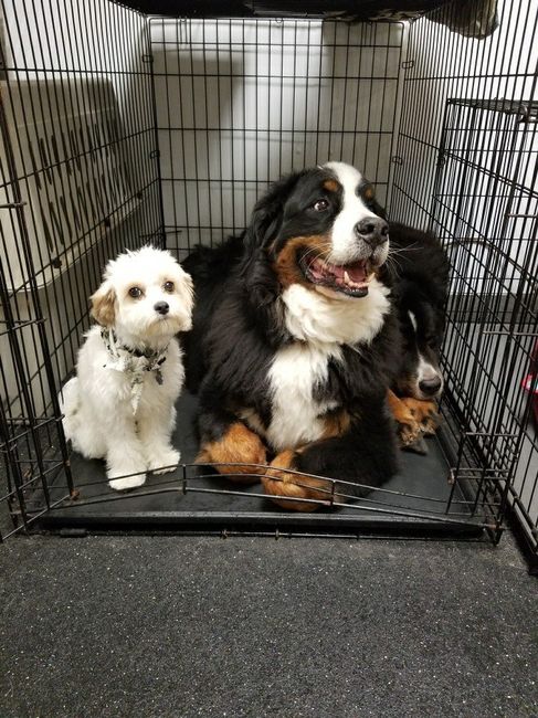 NWR... daycare dogs at it again!