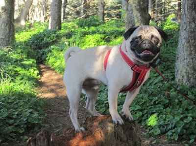 NWR: I want to see your pets!