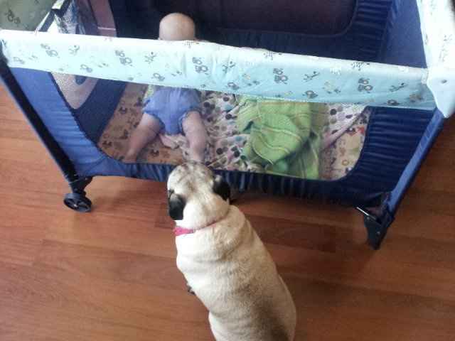 NWR: My Dog surprised me today!! So Cute :)