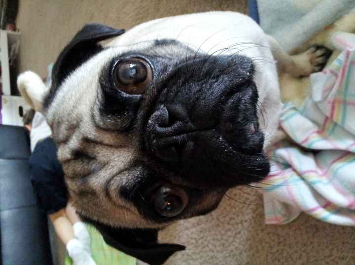 NWR: Pug Camera, anyone spy on their pets?