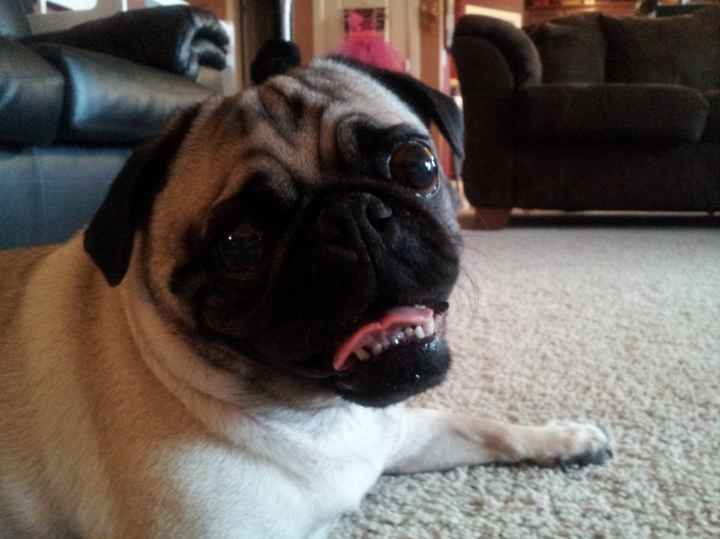 NWR: Pug Camera, anyone spy on their pets?