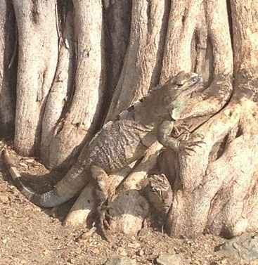 BAH - Costa Rican Jungle Bushwhacking! *Lots of Pics!*