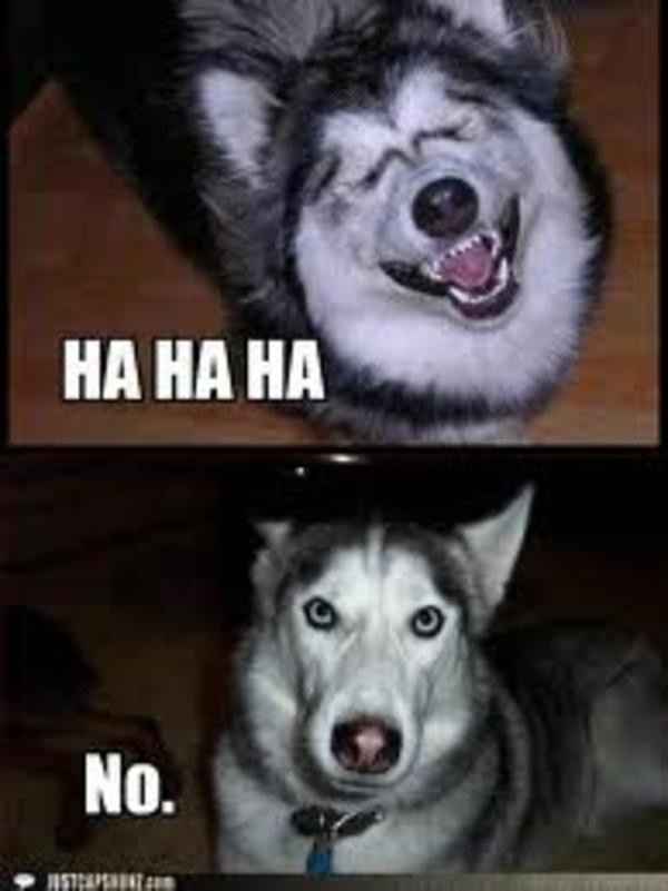 The Meme Games: Honeyfunds