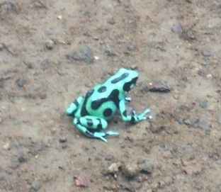 BAH - Costa Rican Jungle Bushwhacking! *Lots of Pics!*