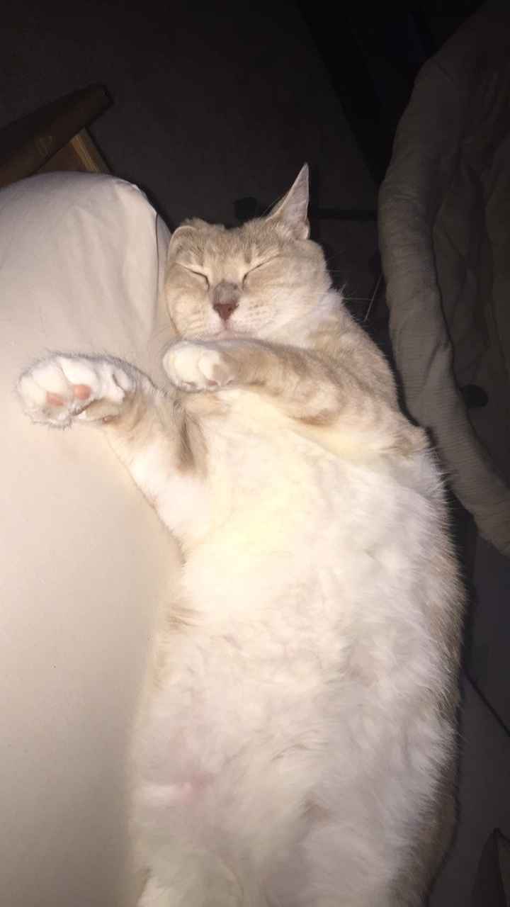 Today is National Pet Day! Let's see those fur babies :)