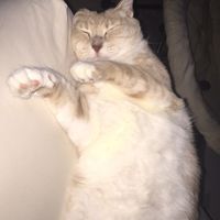 Today is National Pet Day! Let's see those fur babies :)