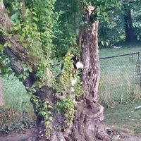 NWR: Silly pictures of your pets