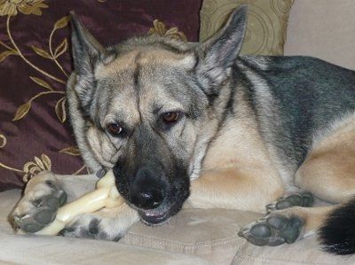 Let's see your pets!