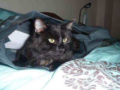 Let's see your pets!