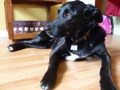 Let's see your pets!