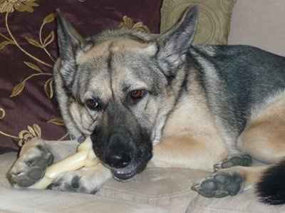 Let's see your pets!