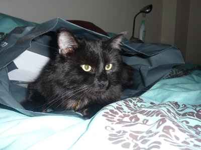 Let's see your pets!