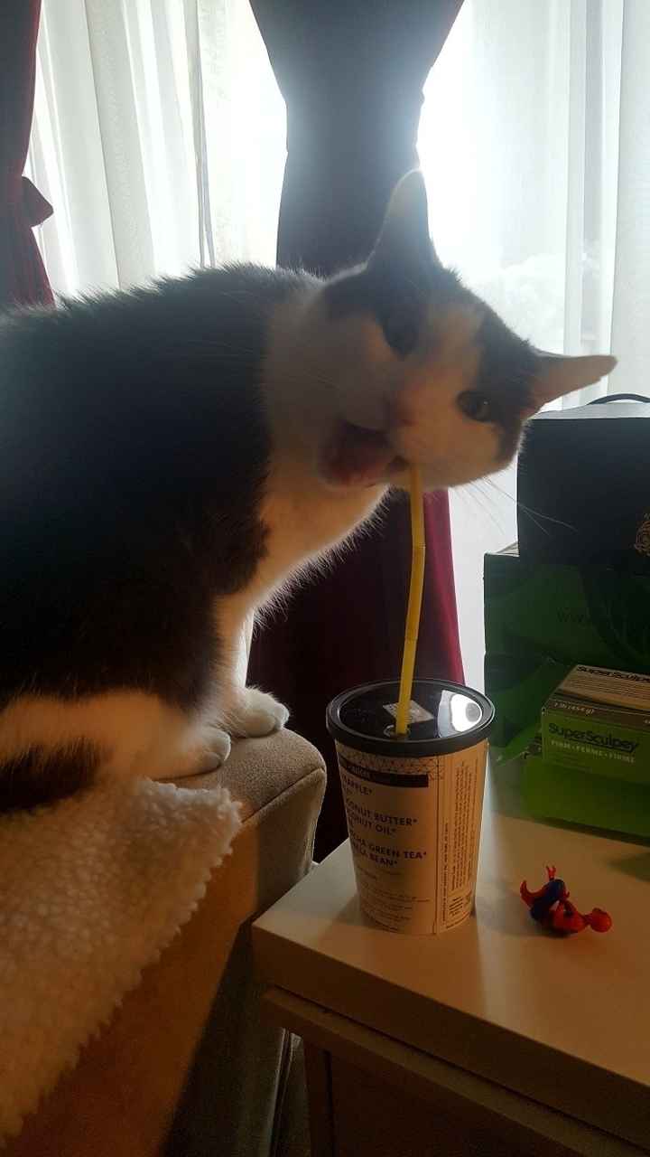 Pets "helping" you make things