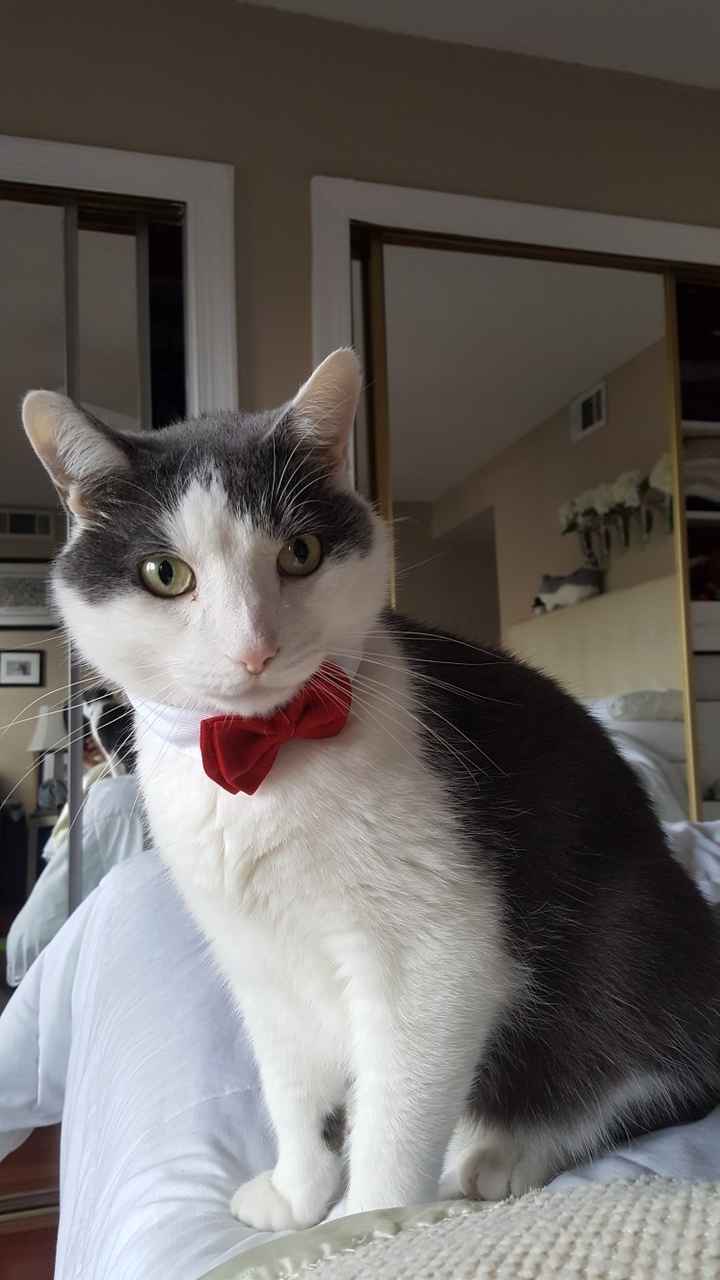 Nwr- show me your fur babies