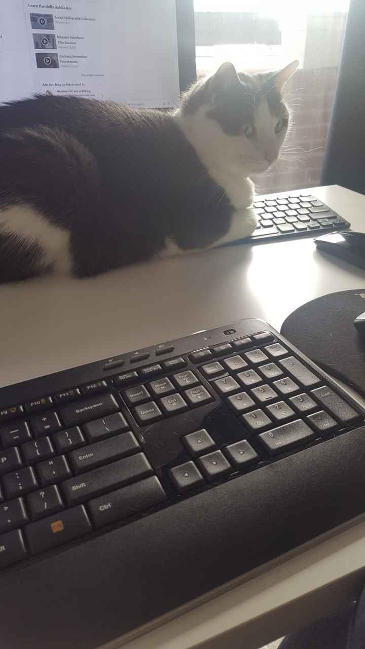 Furbabies?(non wedding post)