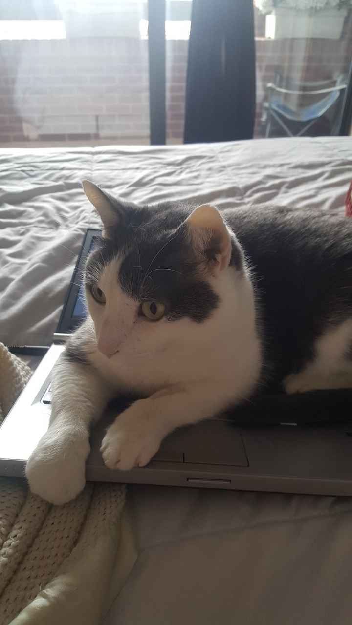 NWR: Our fur baby is going to the big dog park in the sky :(