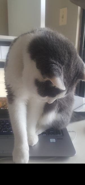 Pets "helping" you make things