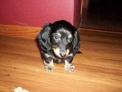 Just for fun- haven't seen the furbabies in awhile