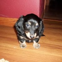 Just for fun- haven't seen the furbabies in awhile