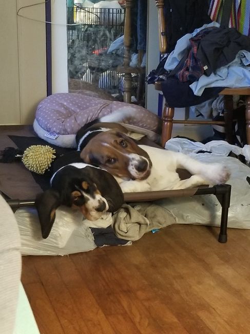 Are pets in your wedding? - 1
