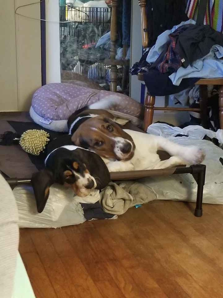 Are pets in your wedding? - 1