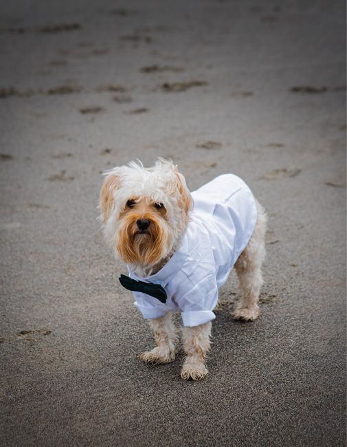 Dogs In The Wedding! 4