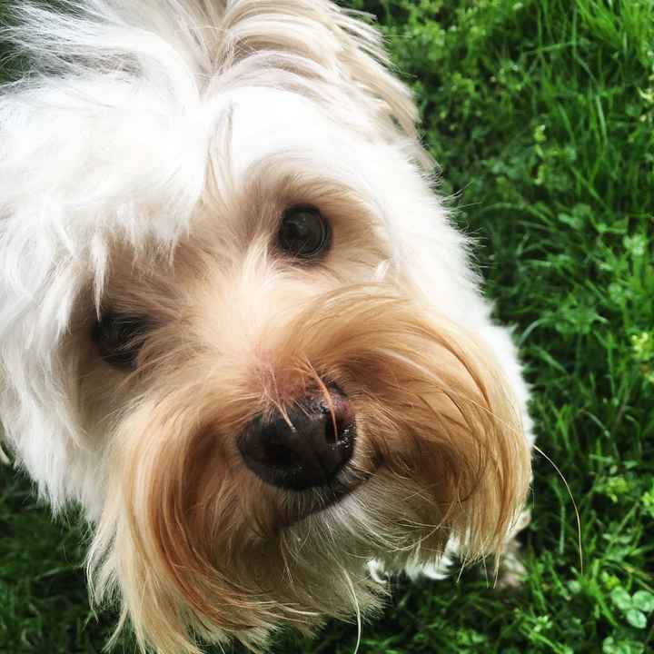 Let’s See Your Fur Babies! - 1