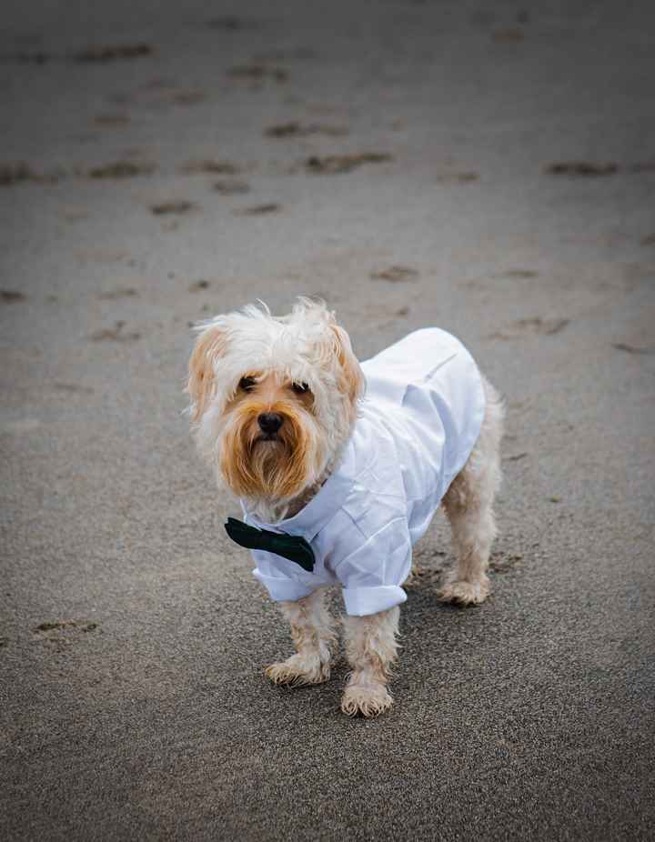 Pro-bam - $5k Oregon Coast Elopement With Our Pup - 11
